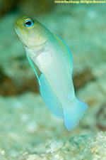 jawfish